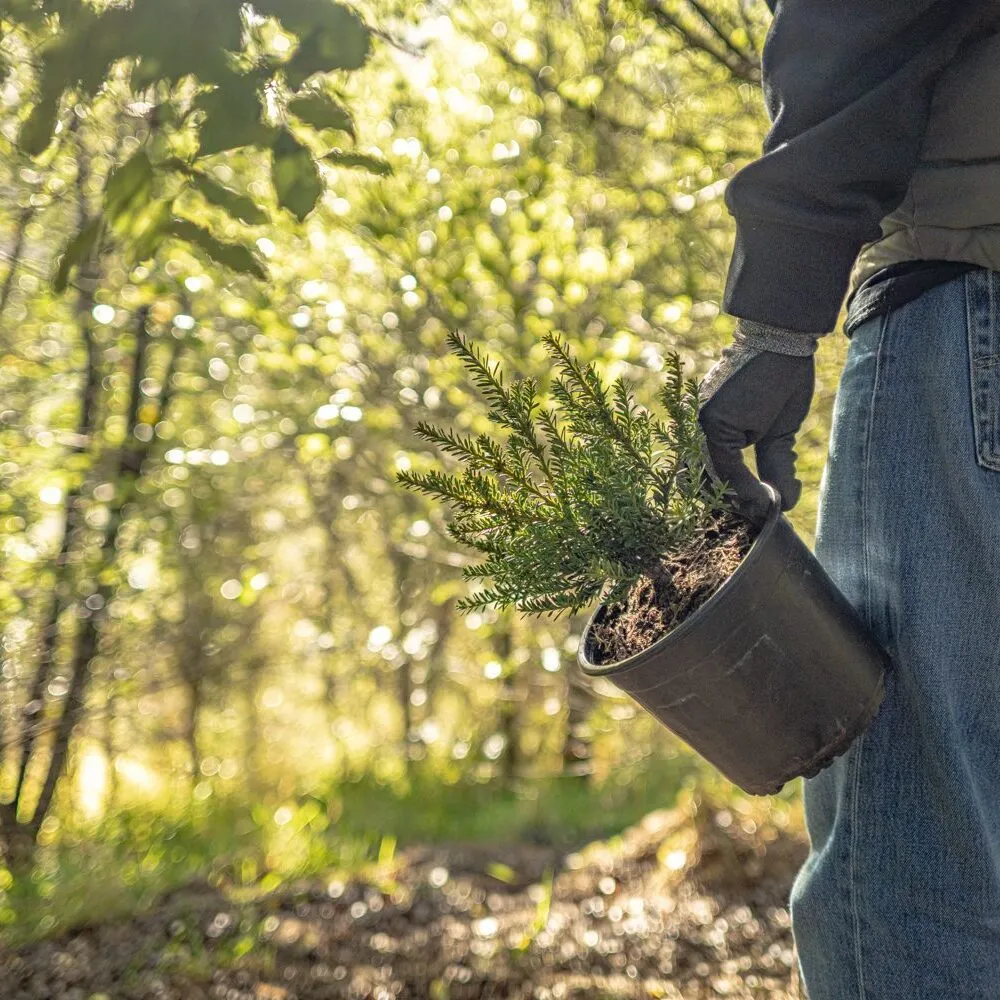 Volunteer carrying a native seedling in Tiromoana Bush