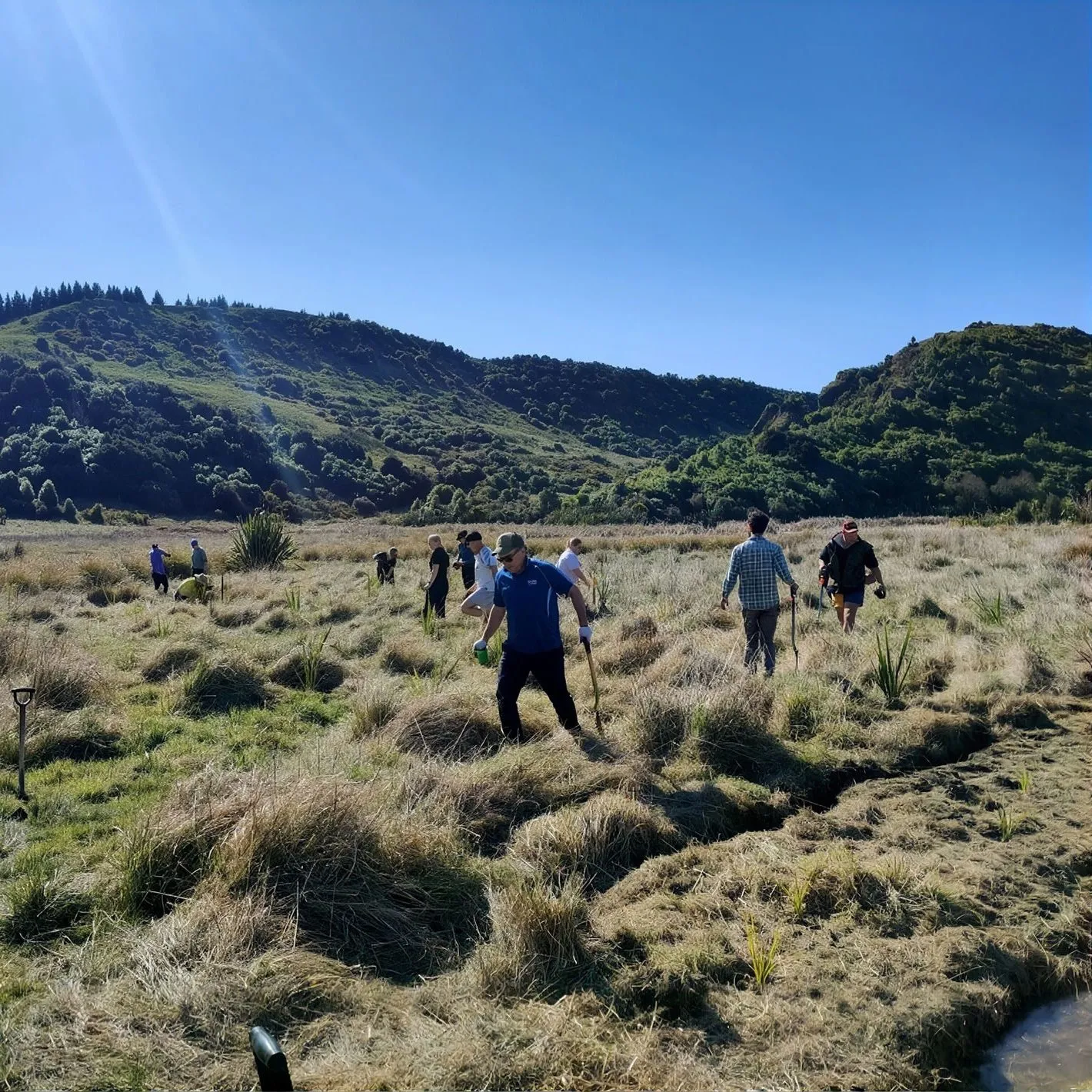 Volunteers planting natives in a Kate Valley wetland
