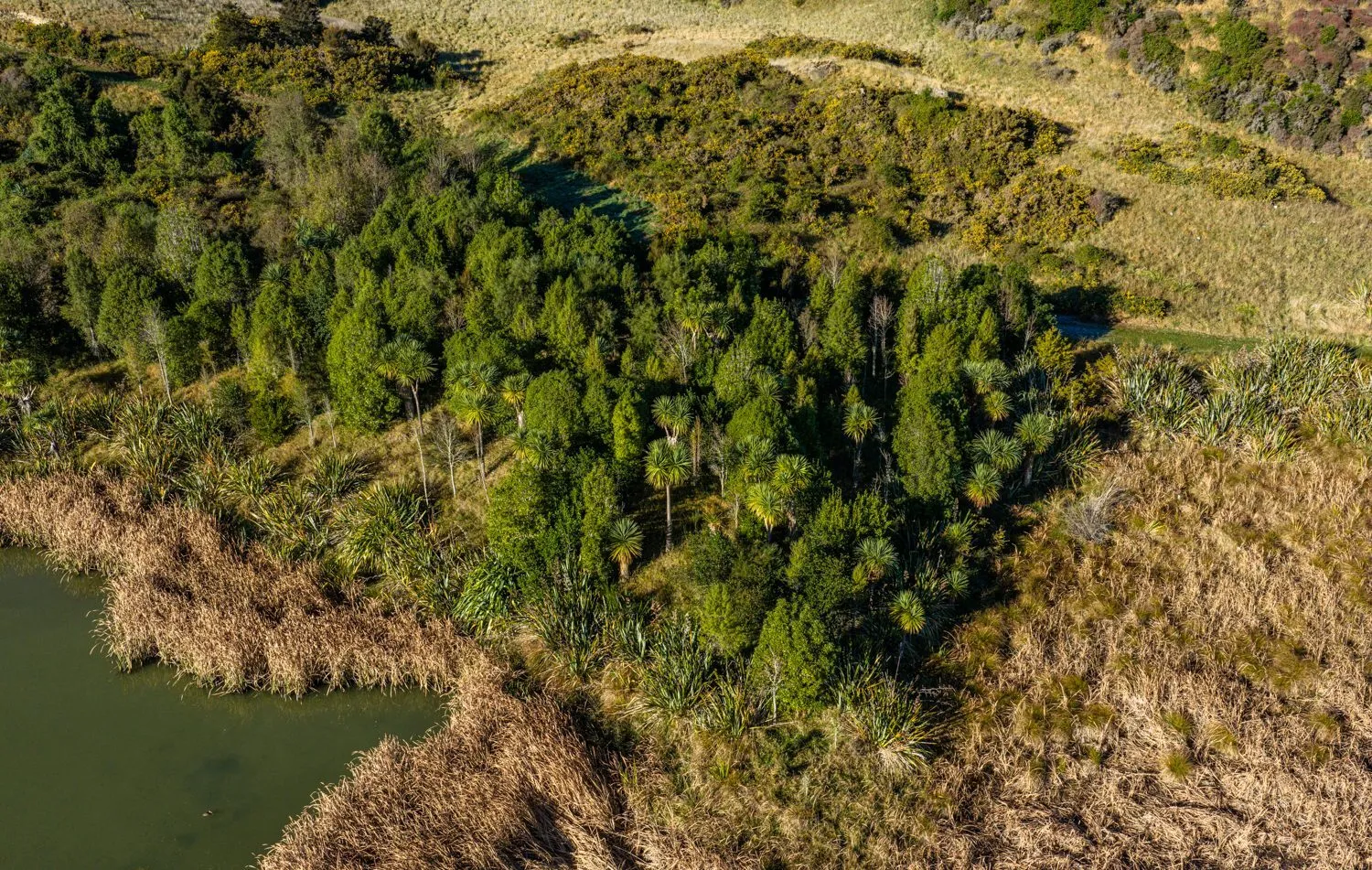 Cabbage trees and flax around a Tiromoana wetland